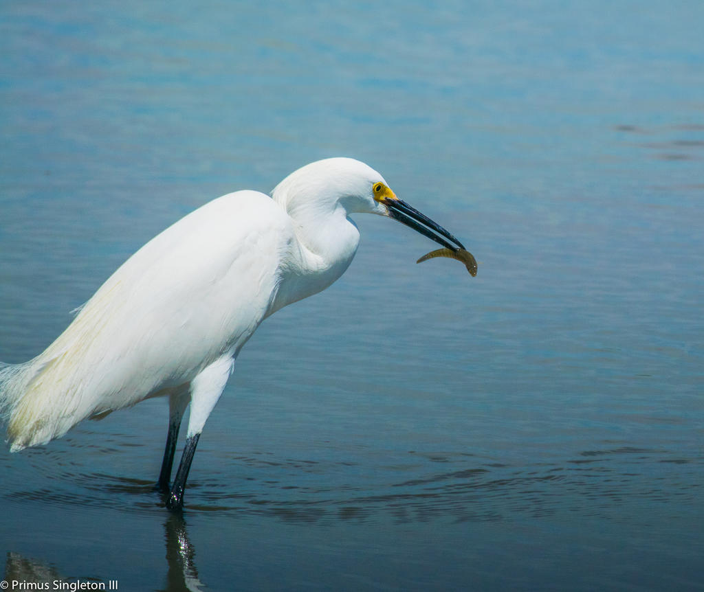 Egretfish.jpg