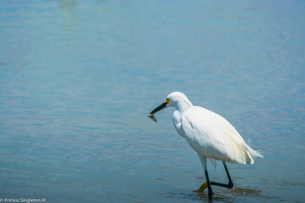 Egretfish2.jpg