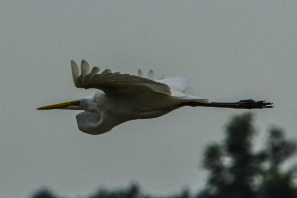 Egretflight.jpg