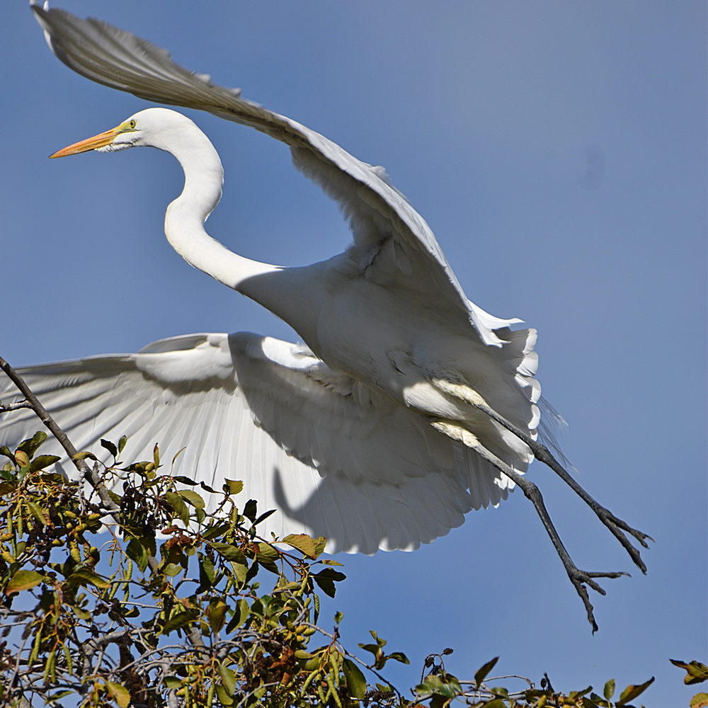 EgretFlying.jpg