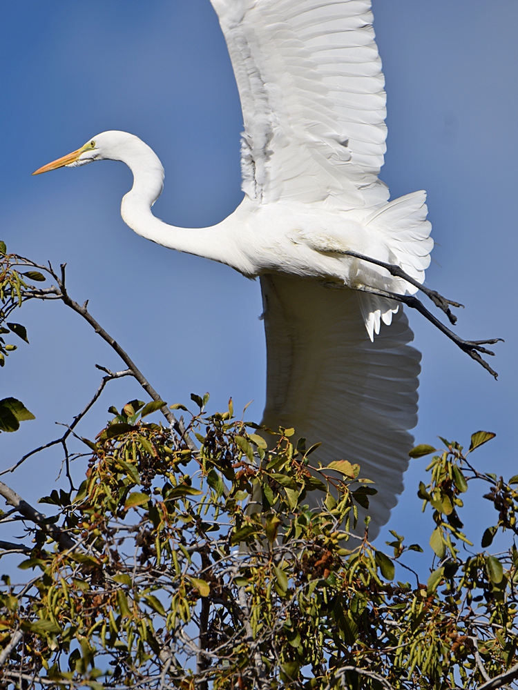 EgretFlying2.jpg