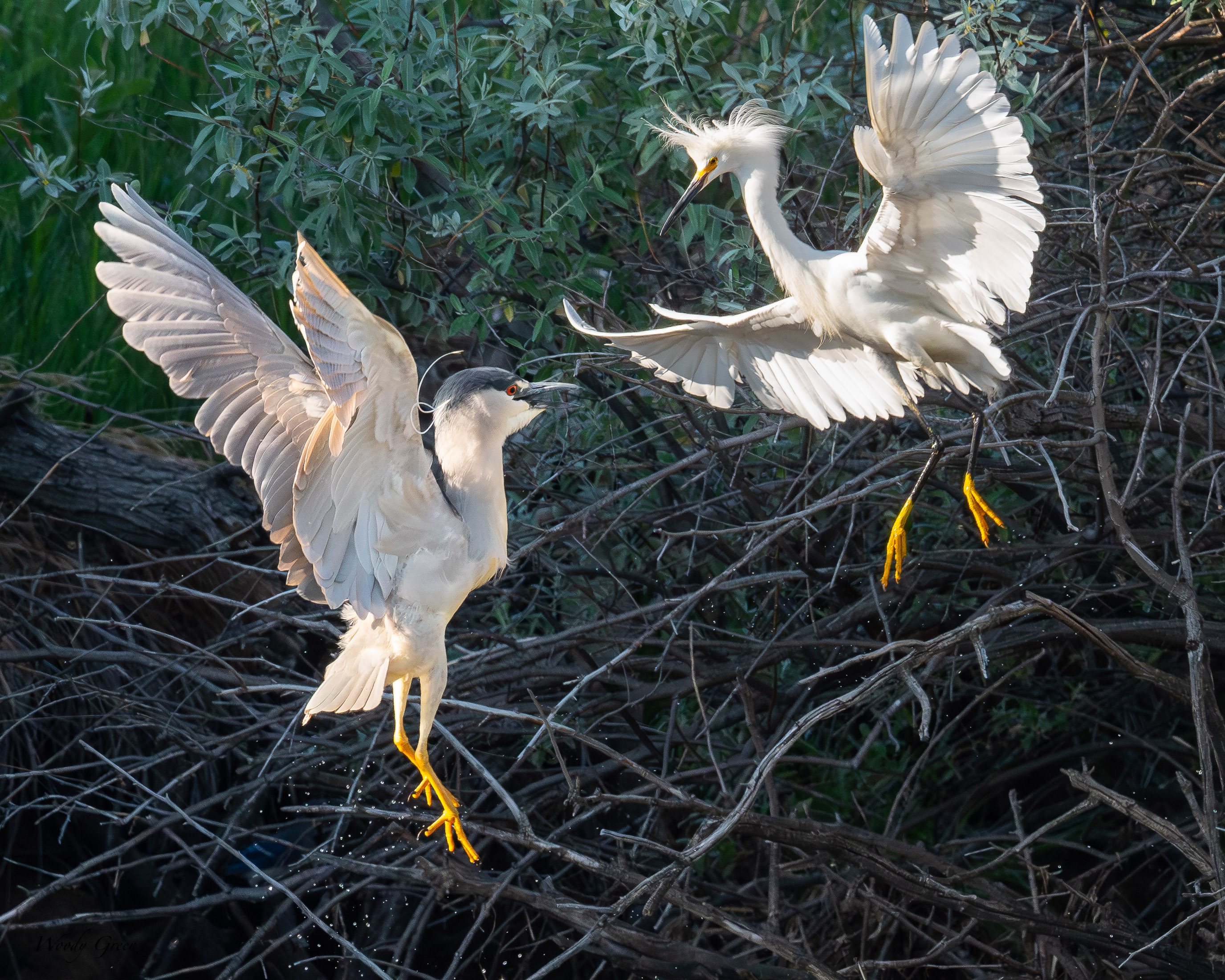 EgretHeronDispute-688.jpg