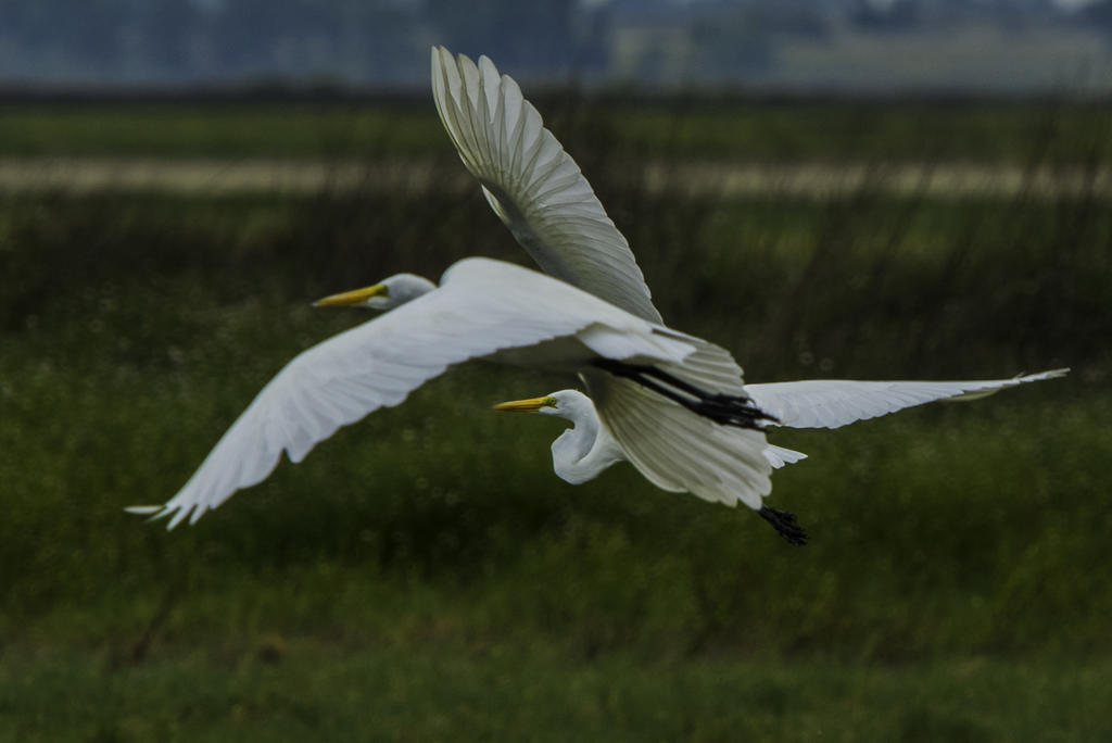 egretpair.jpg
