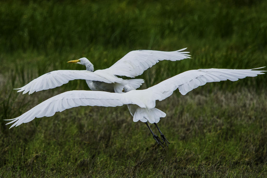 egretpairinflight.jpg