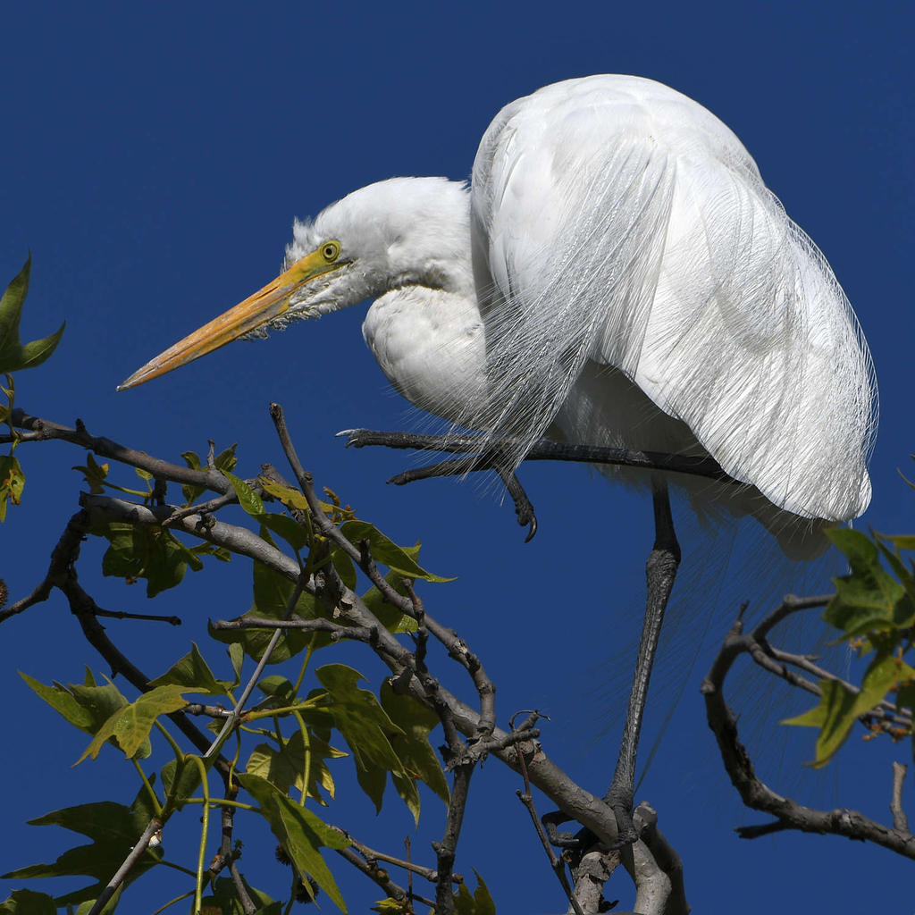 Egrets.jpg
