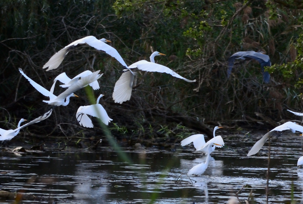 Egrets Small.JPG