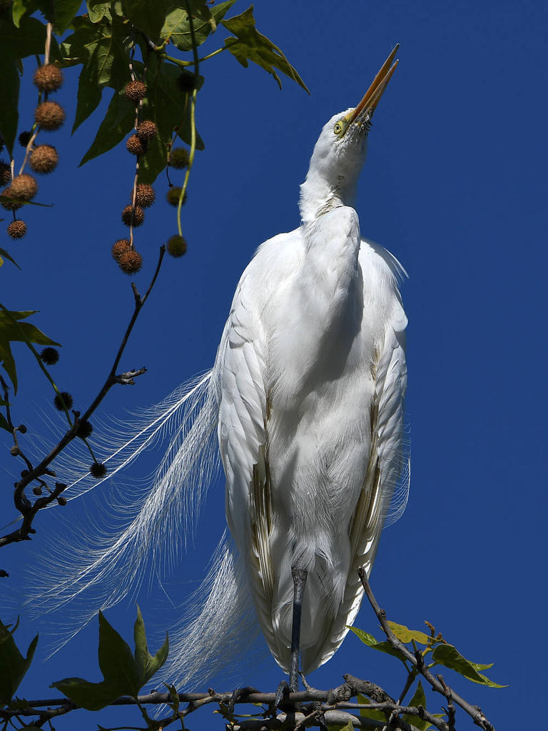 Egrets10.jpg