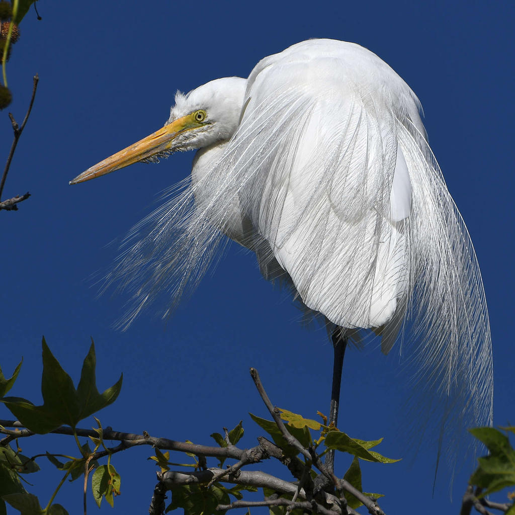Egrets5.jpg