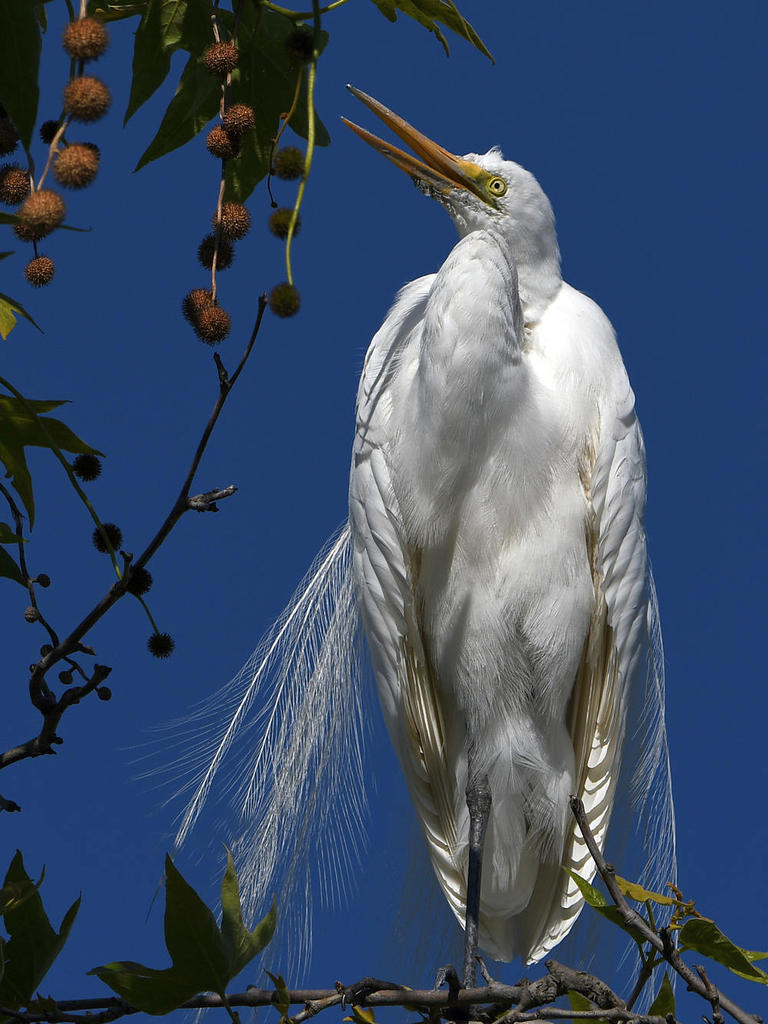 Egrets8.jpg