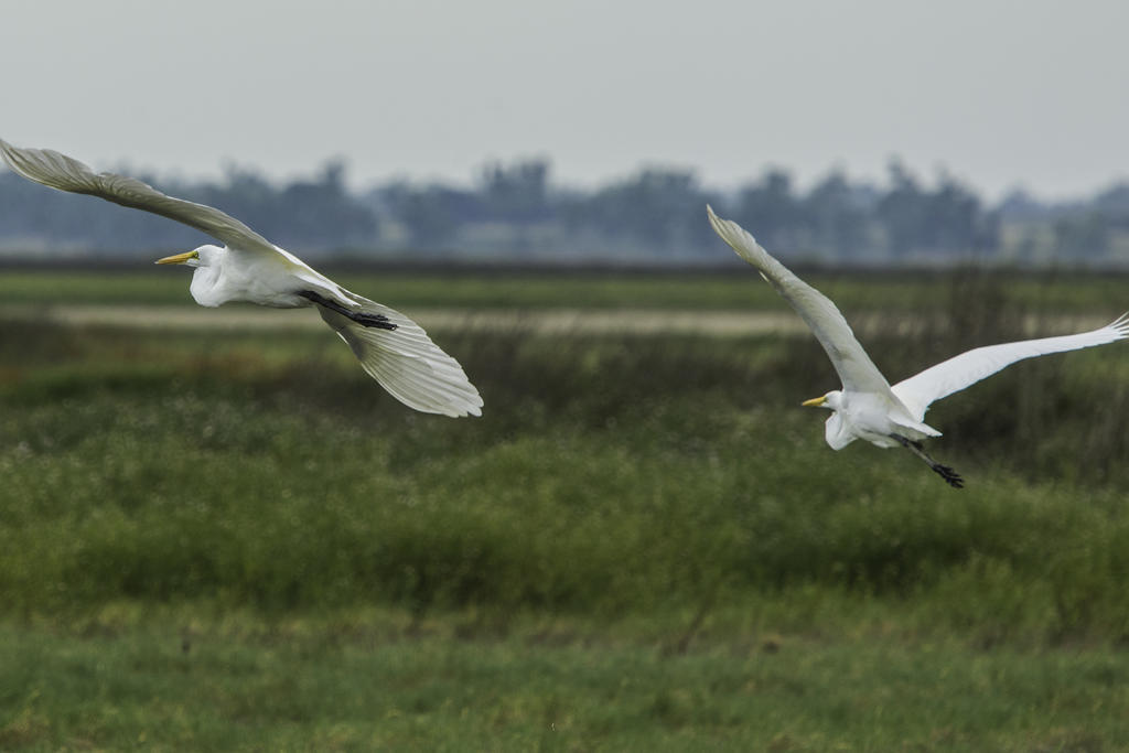 egretsglide.jpg