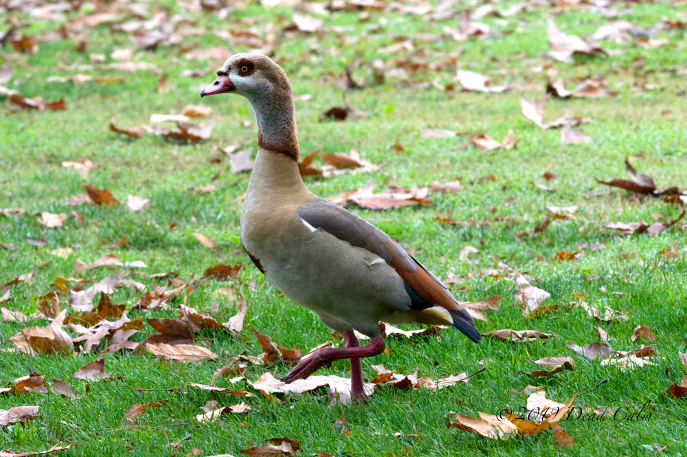 Egyptian Goose N 500_0555.jpg