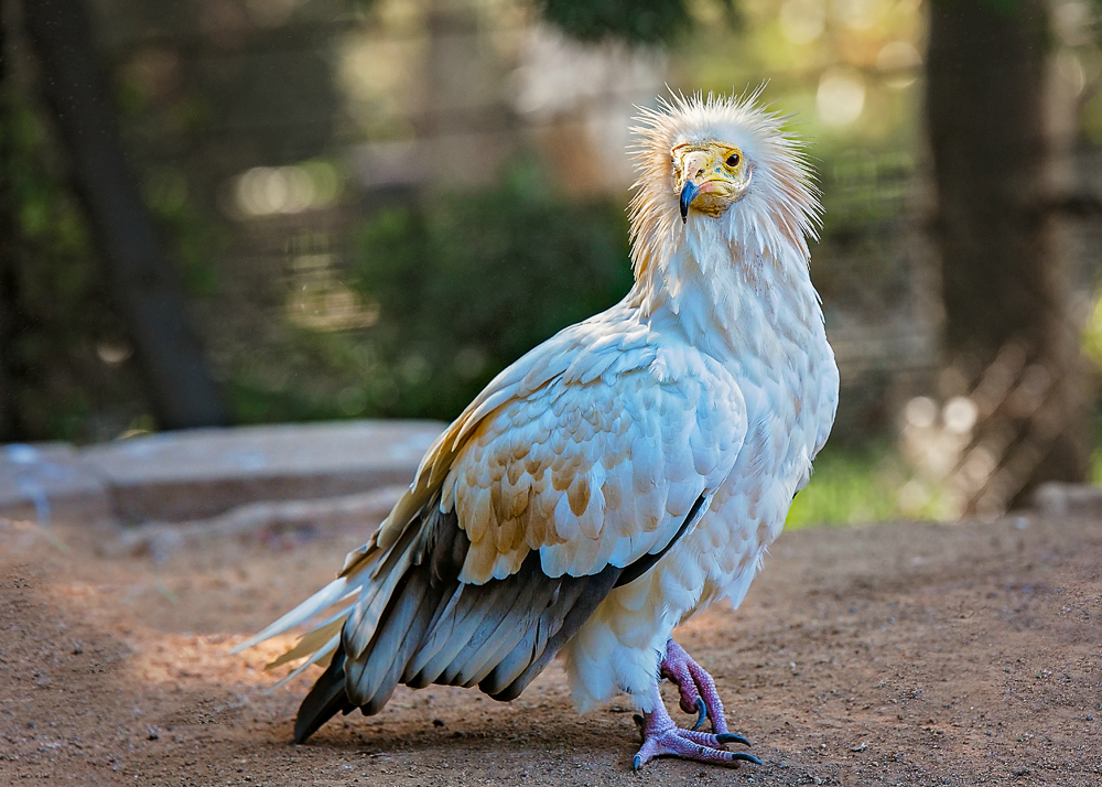 Egyptian Vulture II.jpg