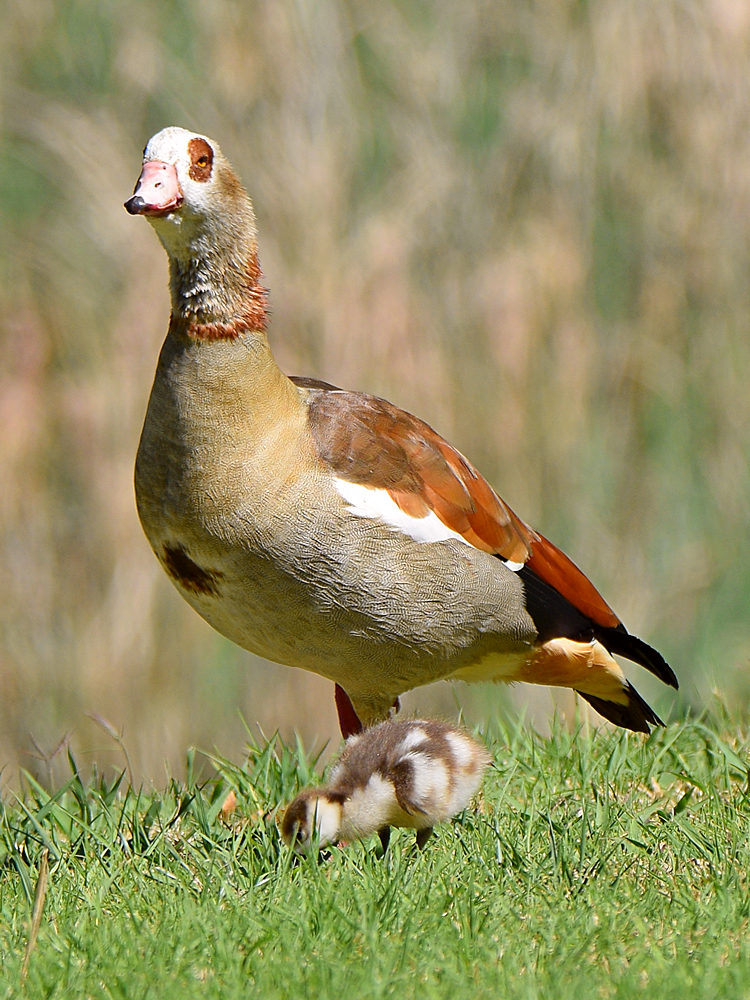 EgyptianGoose.jpg