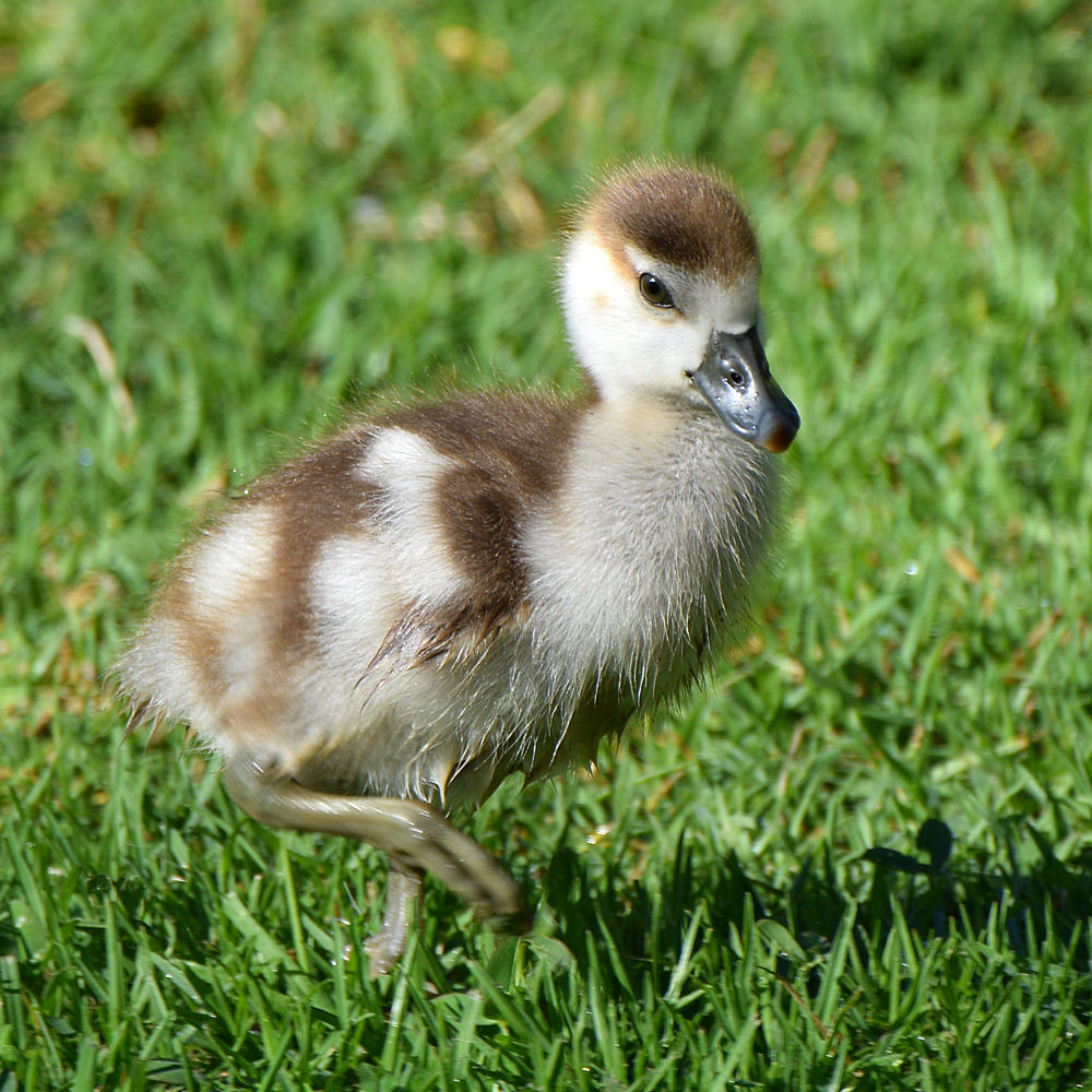 EgyptianGoose.jpg