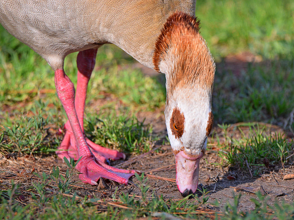 EgyptianGoose.jpg