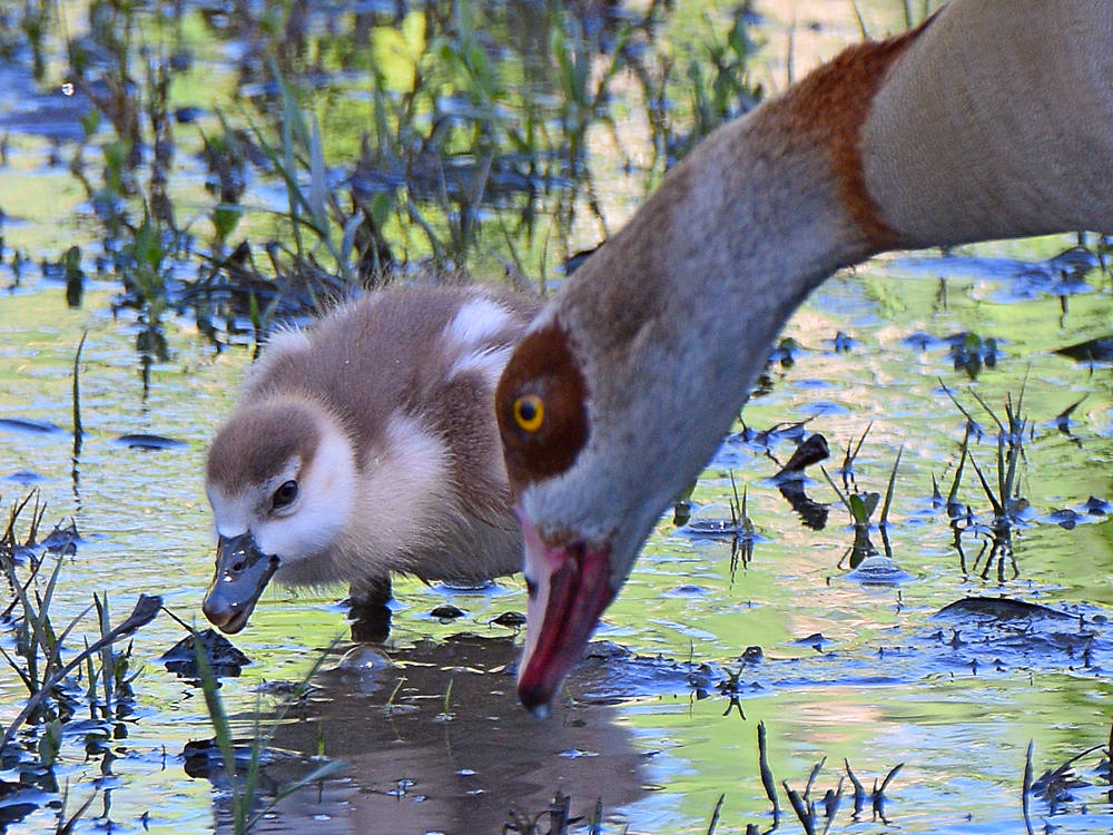 EgyptianGoose2.jpg
