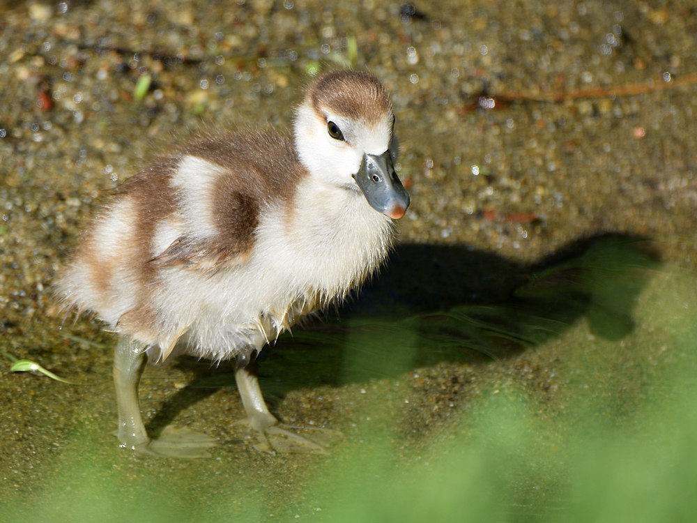 EgyptianGoose2.jpg