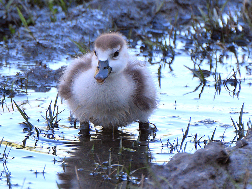 EgyptianGoose3.jpg