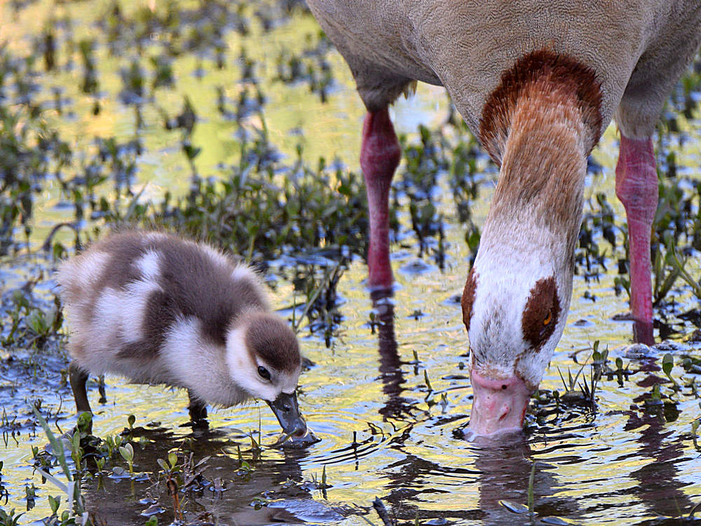EgyptianGoose4.jpg