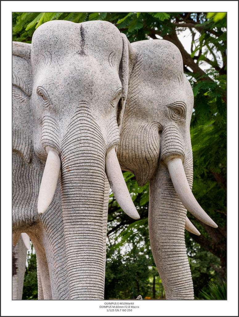 elephant-1.jpg