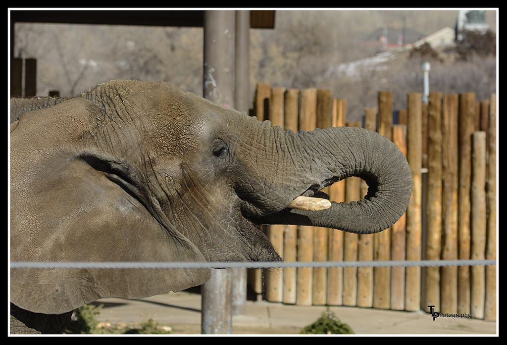 Elephant 3.jpg