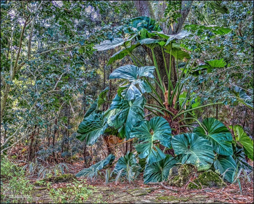 Elephant Ears .jpg