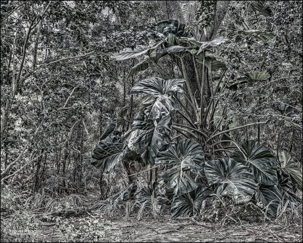 Elephant Ears With Shades of Green.jpg