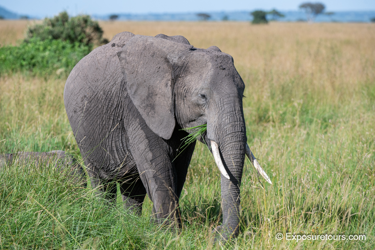 elephant eating.jpg