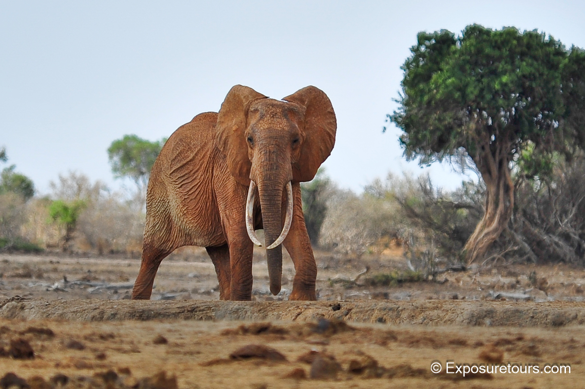 Elephant exposuretours.jpg