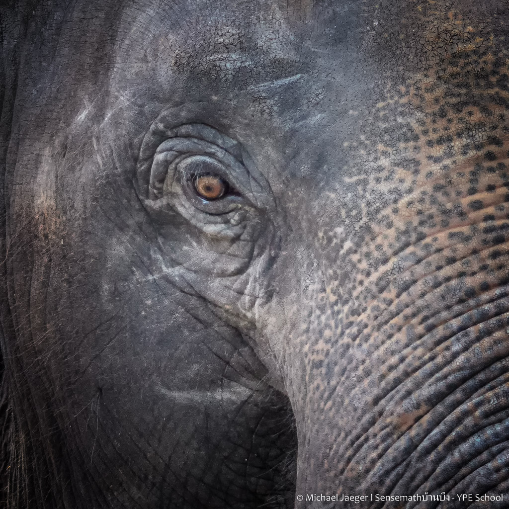 elephant head eye.jpg