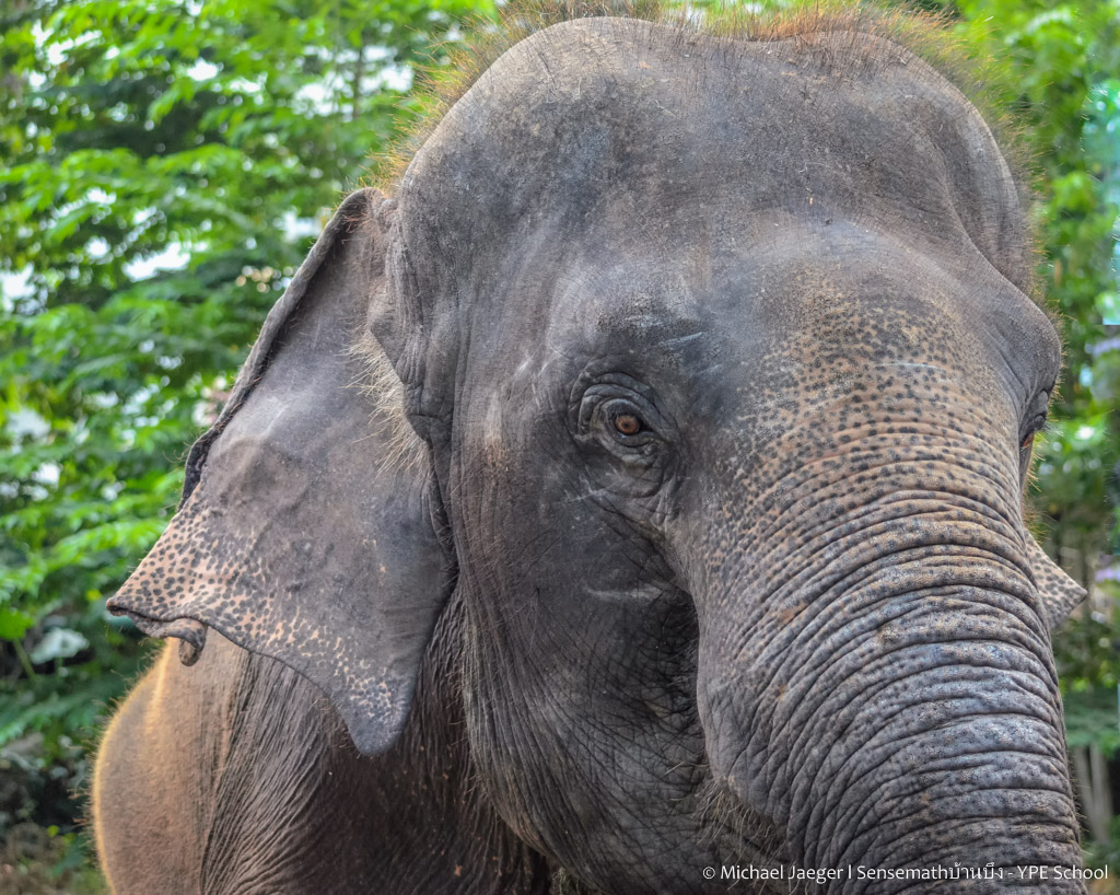 elephant head.jpg