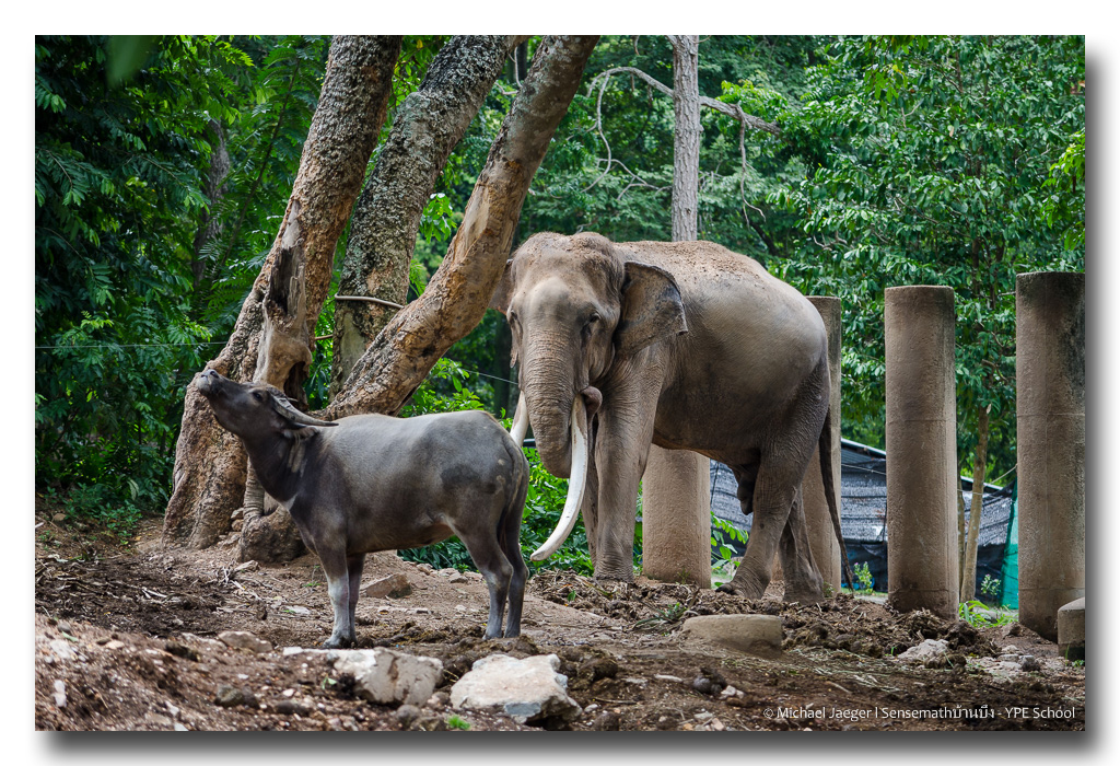 elephant-nude-1.jpg