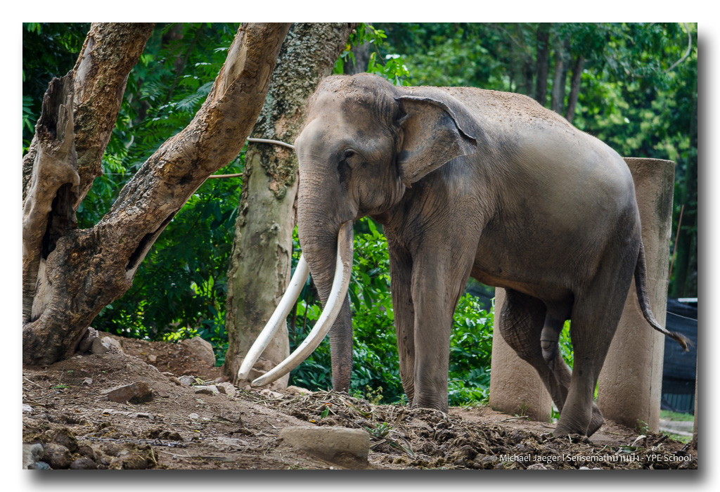 elephant-nude-2.jpg