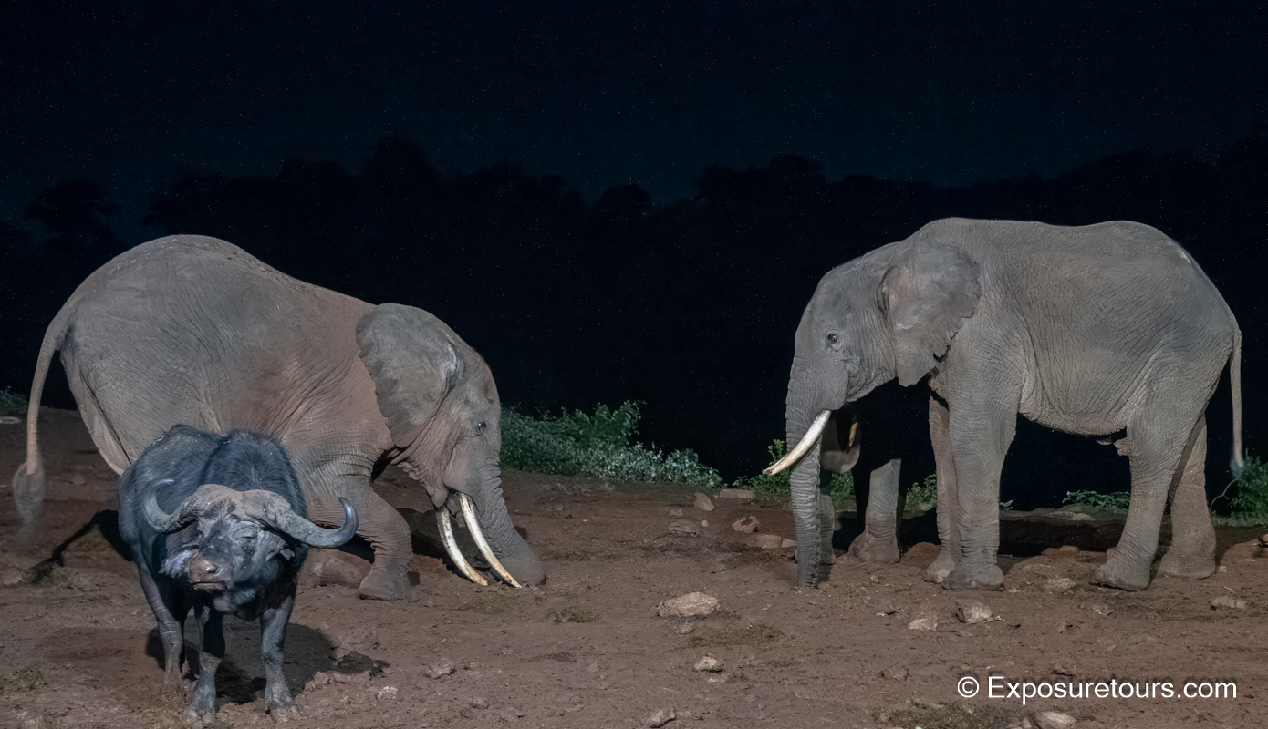 Elephants Floodlight photosafari.JPG