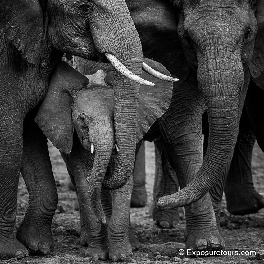 elephants monochrome photosafari.jpg