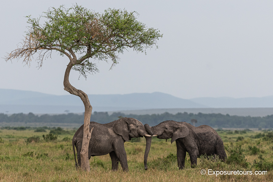 elephants playing.jpg