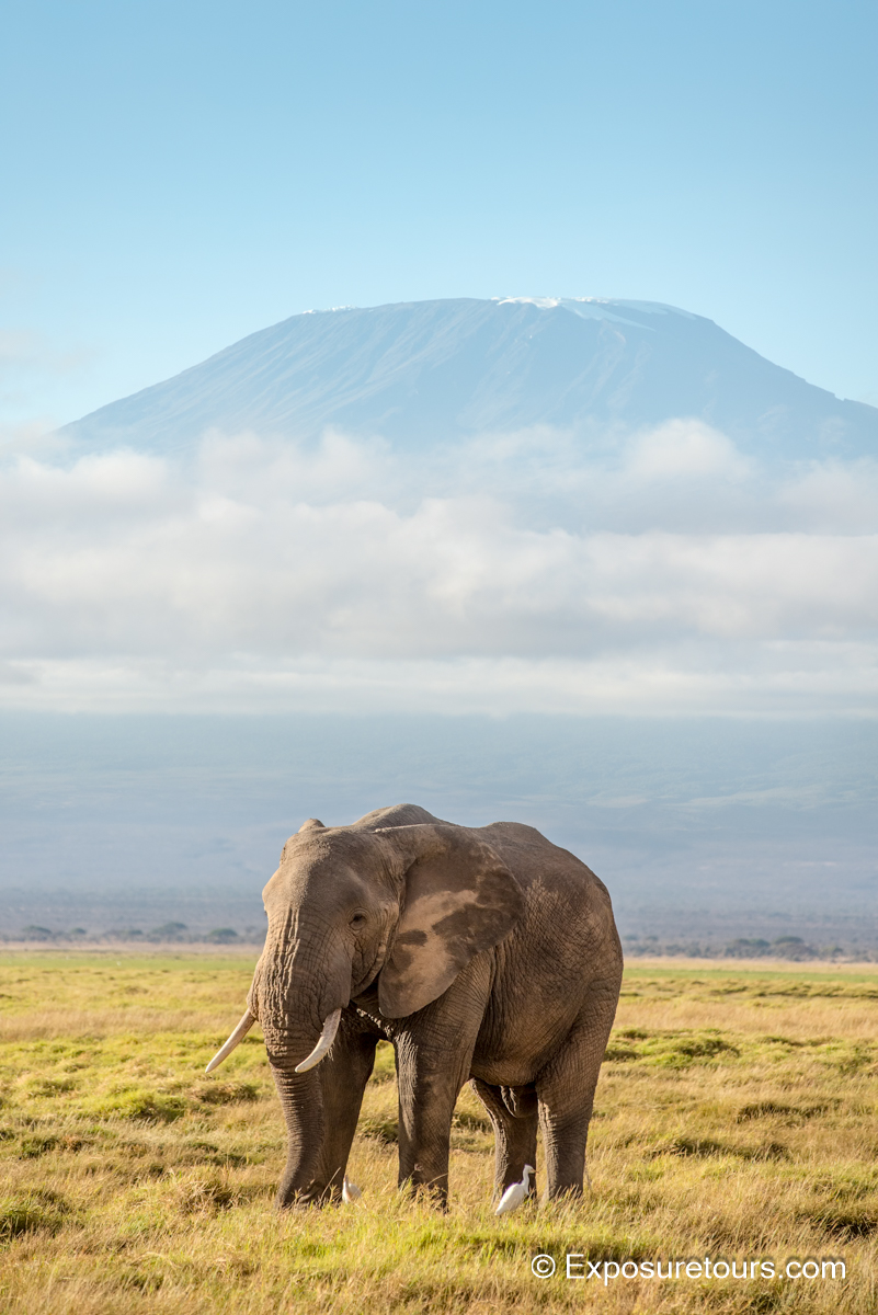 Elephnat and Kilmanjaro exposuretours.JPG