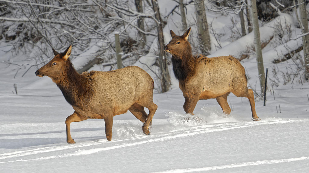 Elk 1.jpg