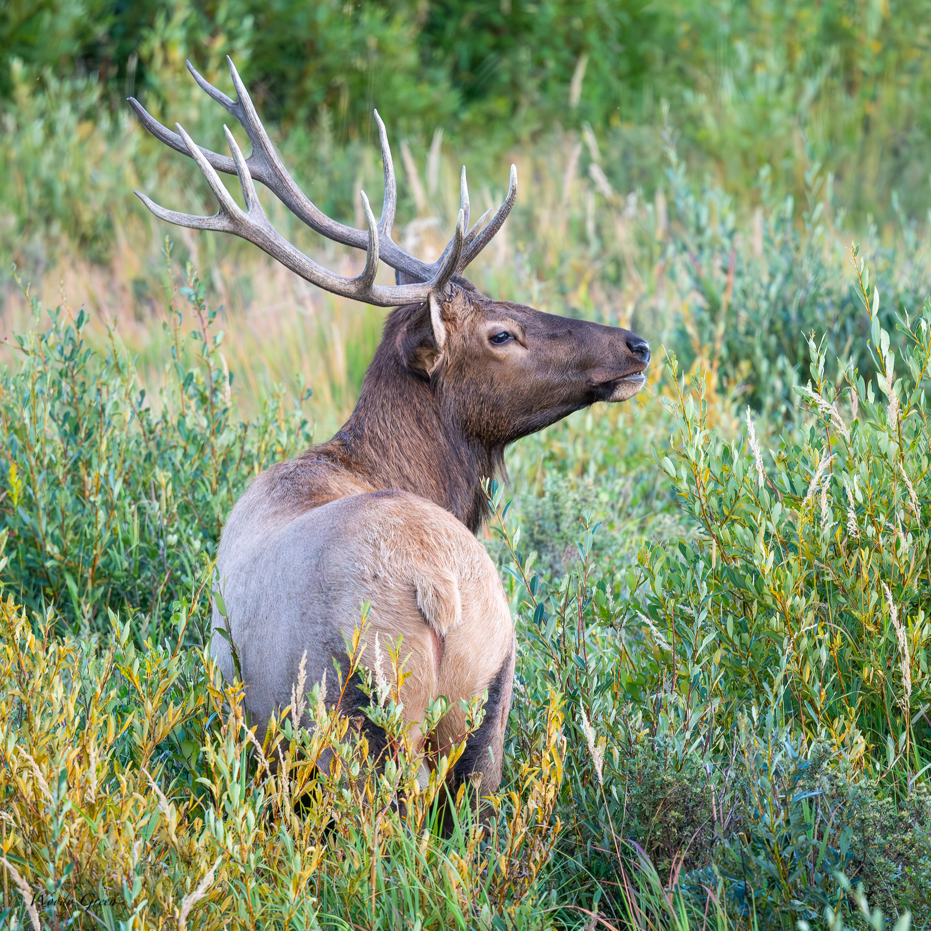 Elk-121.jpg