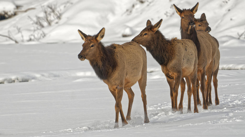 Elk 4.jpg