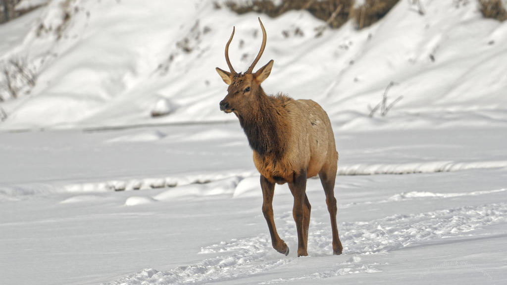 Elk 5.jpg