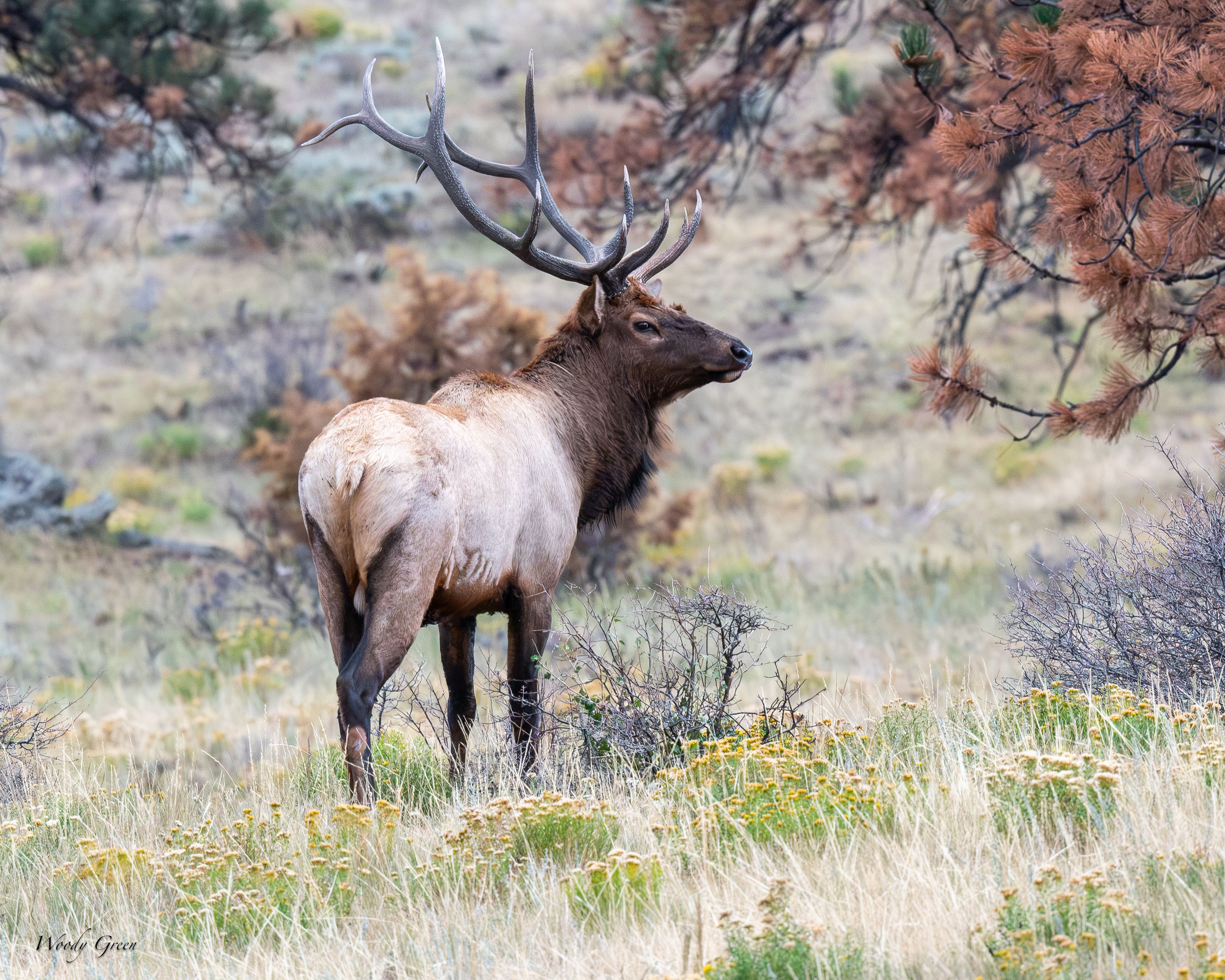 Elk-753.jpg