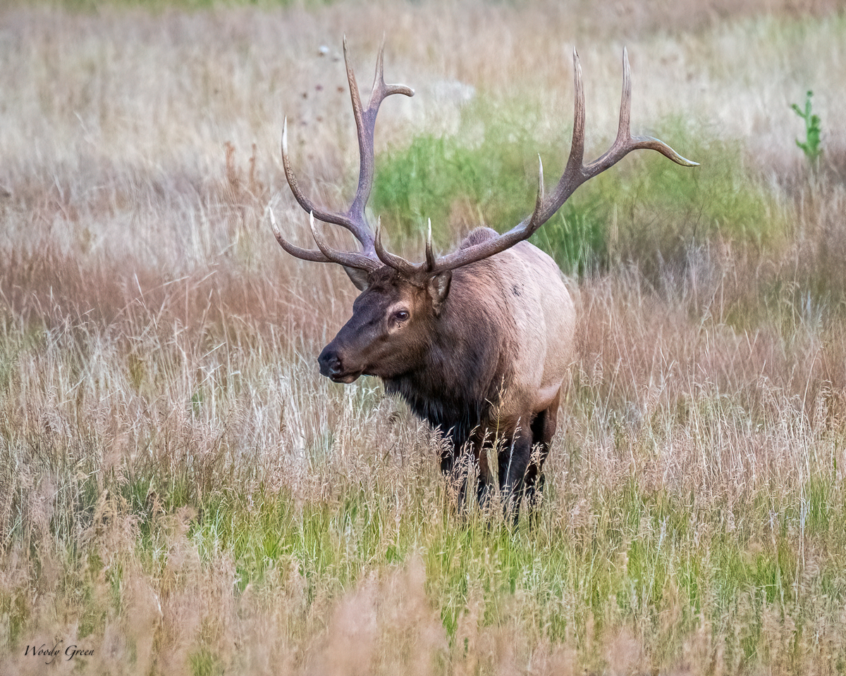 Elk-79.jpg