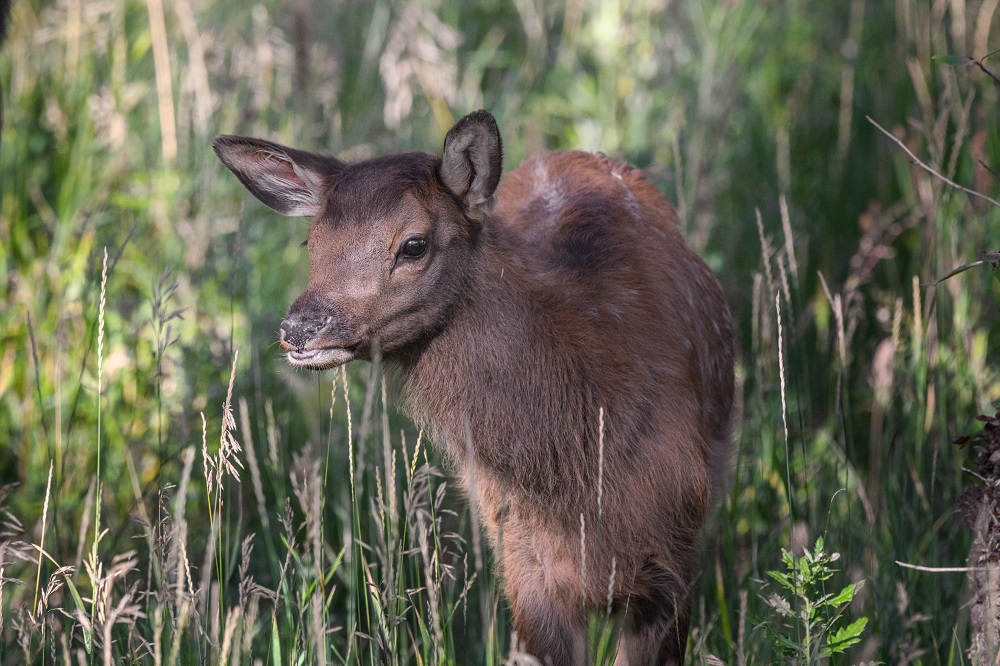 Elk, Colorado Rockies--10.jpg