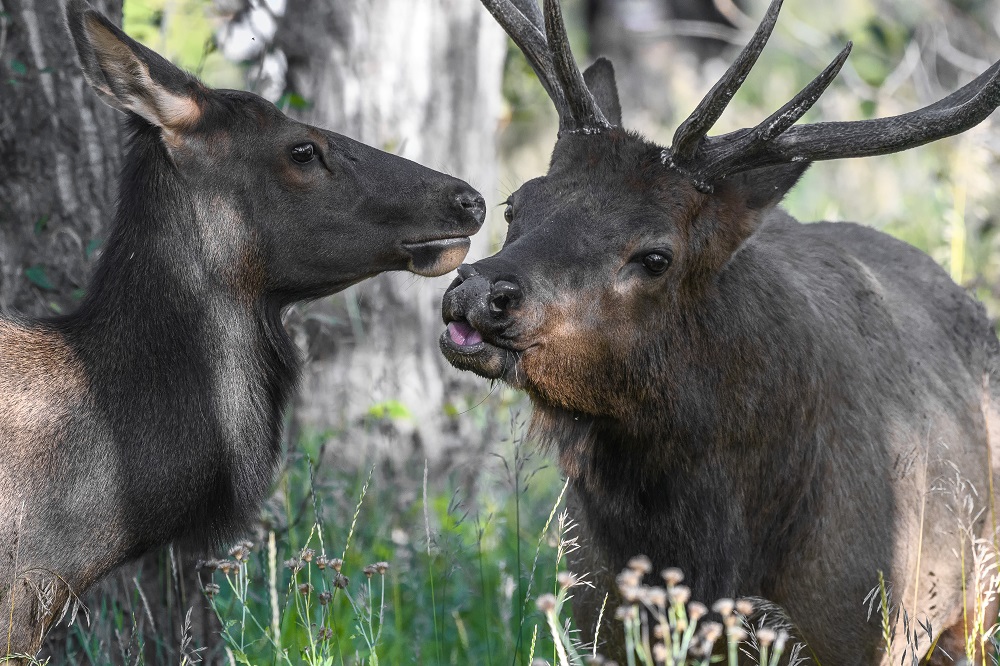 Elk, Colorado Rockies--11.jpg