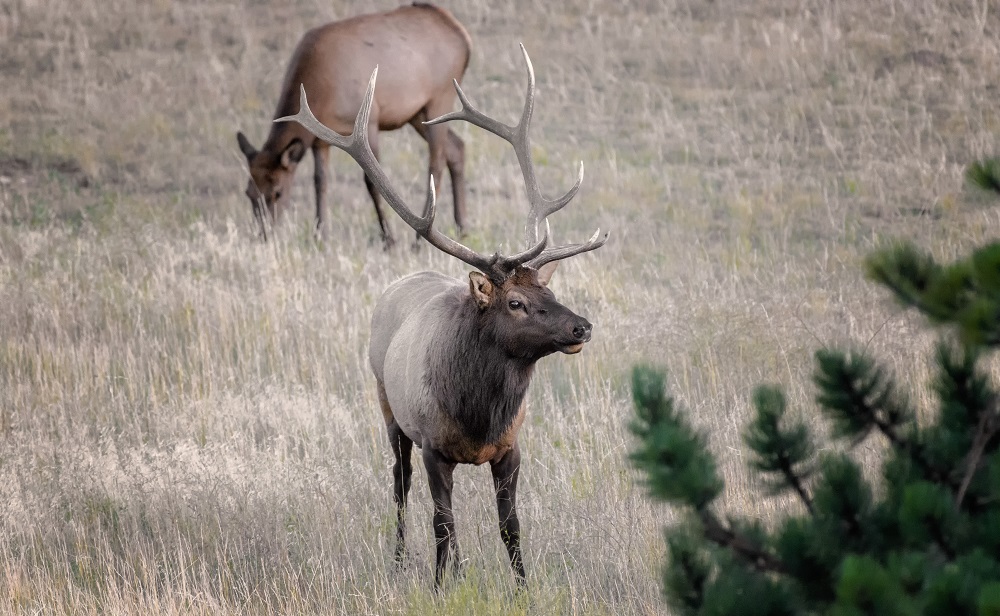 Elk, Colorado Rockies--2.jpg