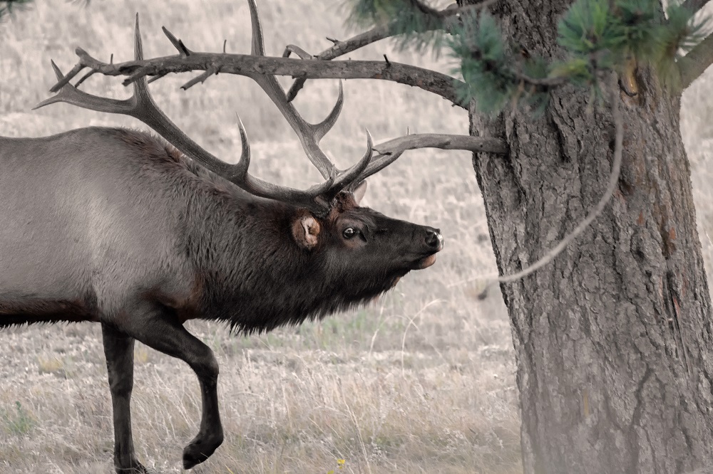 Elk, Colorado Rockies--3.jpg
