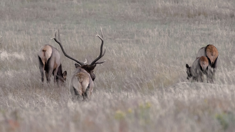 Elk, Colorado Rockies--4.jpg