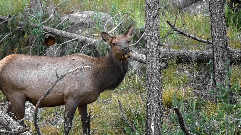 Elk, Colorado Rockies--6.jpg