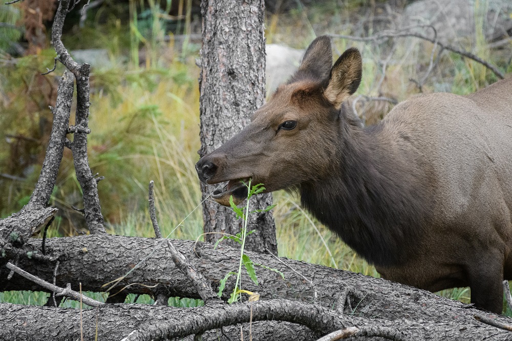 Elk, Colorado Rockies--7.jpg